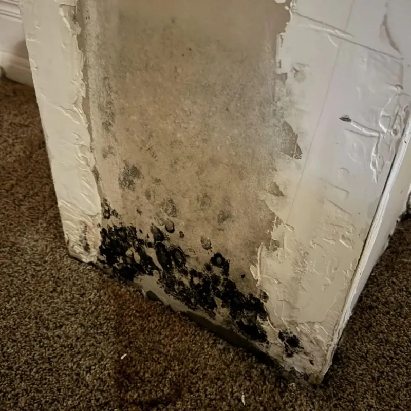 Professional Mold Removal in Marion, VA